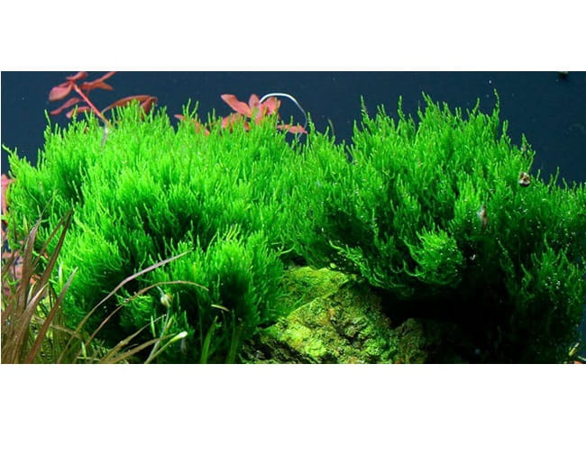 FLAME MOSS mech płomienny Taxiphyllum